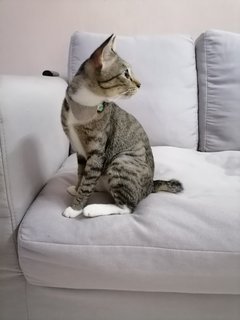 Haru (Miu Miu ) - Domestic Short Hair Cat