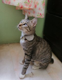 Haru (Miu Miu ) - Domestic Short Hair Cat