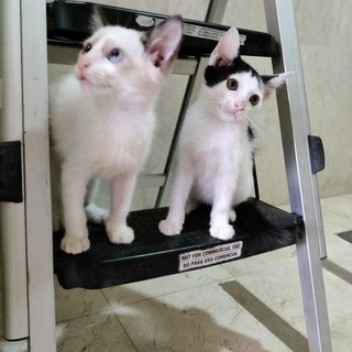 Peanut &amp; Mochi - Domestic Short Hair Cat