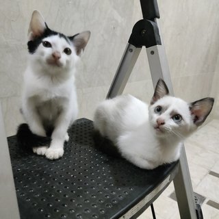 Peanut &amp; Mochi - Domestic Short Hair Cat