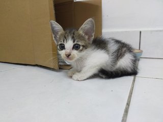 Kitten - Domestic Short Hair Cat