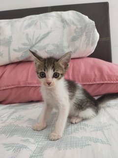 Kitten - Domestic Short Hair Cat