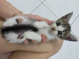 Kitten - Domestic Short Hair Cat