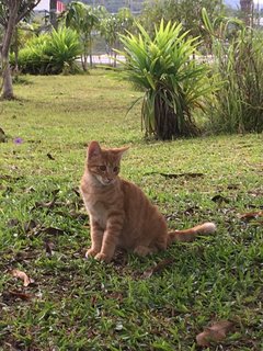 Mok - Domestic Short Hair Cat