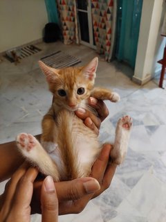  Dewey And Louie - Domestic Medium Hair Cat