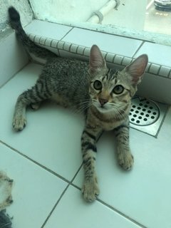 Lala - Domestic Short Hair Cat