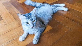Millie - Domestic Medium Hair Cat