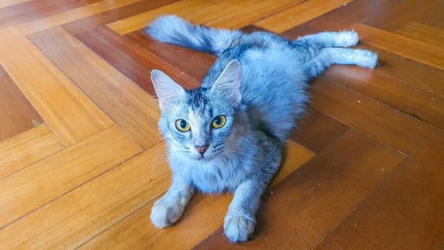 Millie - Domestic Medium Hair Cat