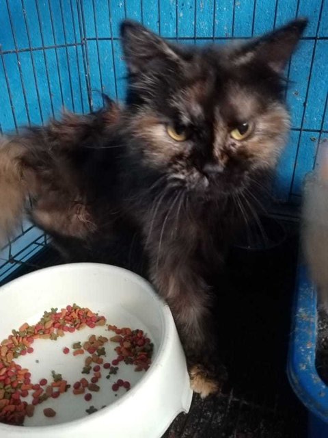 Ruby - Maine Coon + Domestic Long Hair Cat