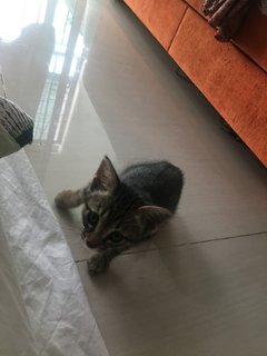 Adik - Domestic Short Hair Cat