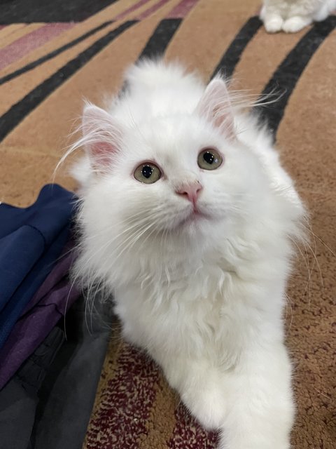 Lily - Persian Cat