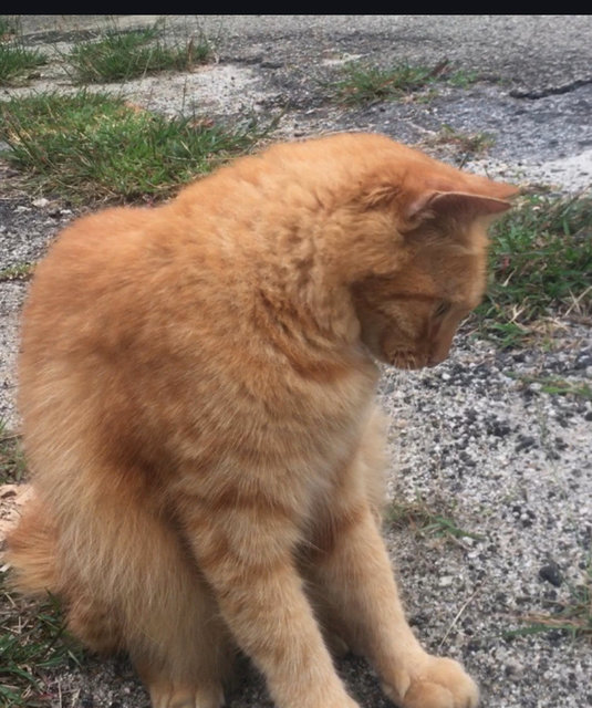 Yellow - Domestic Long Hair Cat