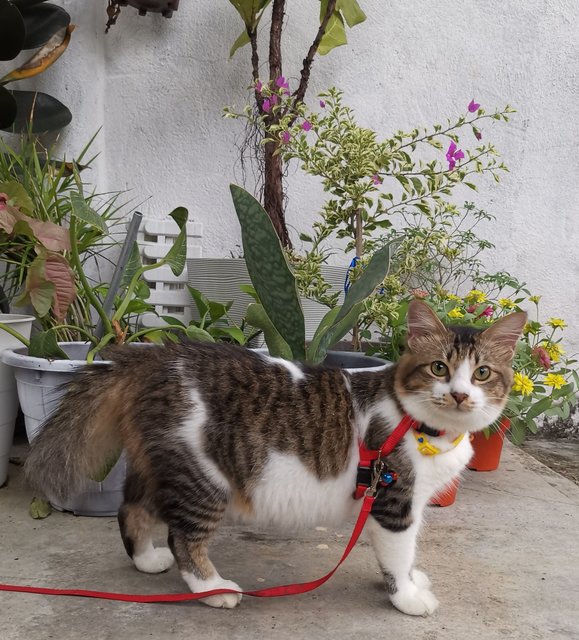 Fluffy - Domestic Long Hair Cat