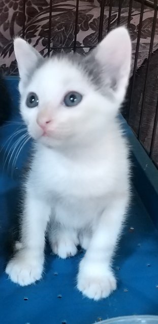  Mixed Blueye Kittens - Domestic Medium Hair Cat