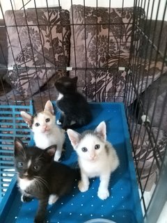  Mixed Blueye Kittens - Domestic Medium Hair Cat