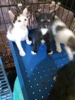  Mixed Blueye Kittens - Domestic Medium Hair Cat