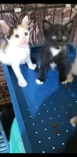  Mixed Blueye Kittens - Domestic Medium Hair Cat