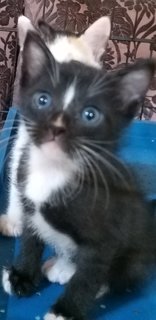  Mixed Blueye Kittens - Domestic Medium Hair Cat