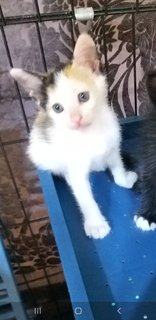  Mixed Blueye Kittens - Domestic Medium Hair Cat