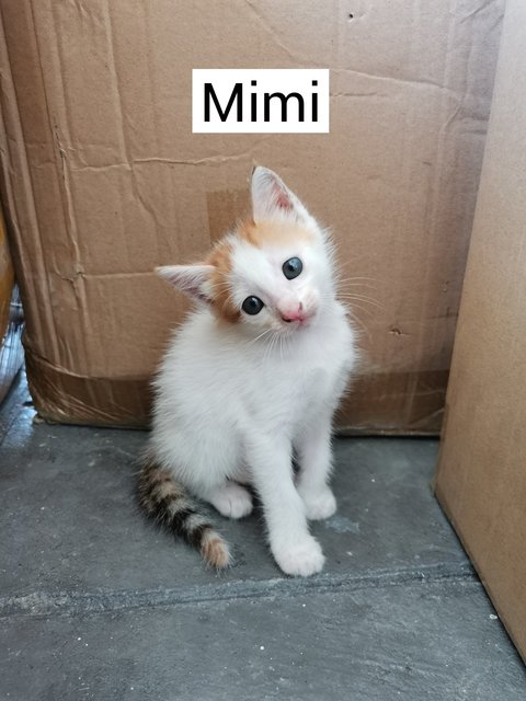 Mini Power Ranger - Domestic Short Hair Cat