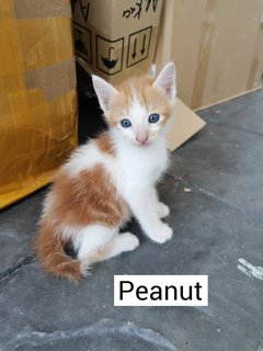 Mini Power Ranger - Domestic Short Hair Cat