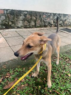 Riley - Mixed Breed Dog