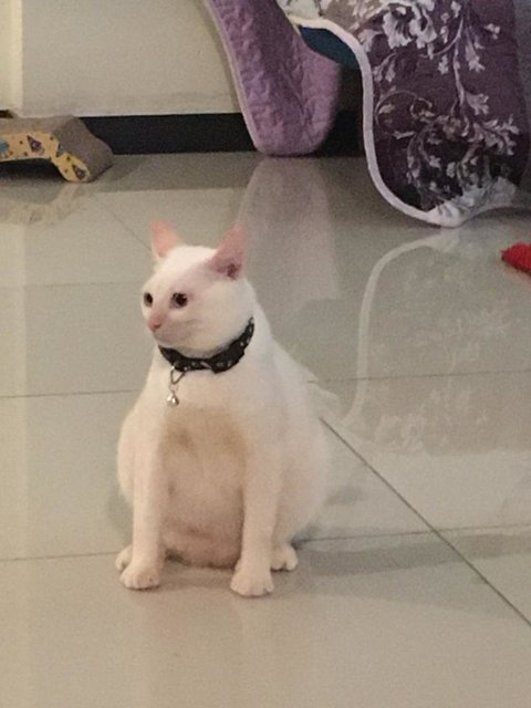 Tae Yang - Domestic Short Hair Cat