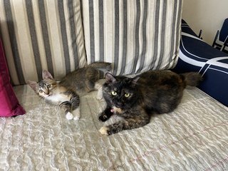 Cherry &amp; Billy - Domestic Long Hair + Domestic Medium Hair Cat