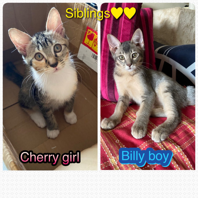 Cherry &amp; Billy - Domestic Long Hair + Domestic Medium Hair Cat