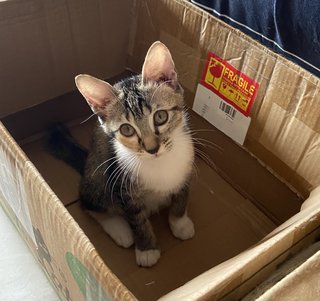 Cherry &amp; Billy - Domestic Long Hair + Domestic Medium Hair Cat