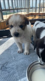 Jason &amp; Avira - Labrador Retriever Mix Dog