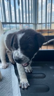 Jason &amp; Avira - Labrador Retriever Mix Dog