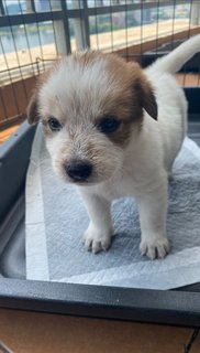 Jason &amp; Avira - Labrador Retriever Mix Dog