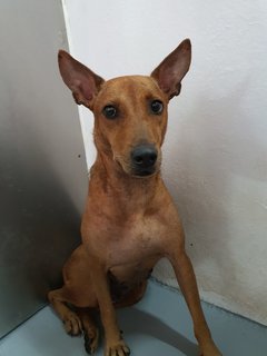 Brown - Mixed Breed Dog