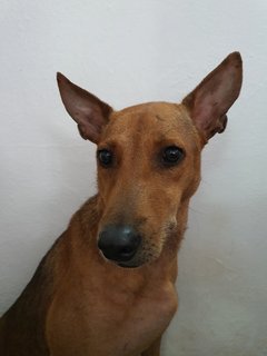 Brown - Mixed Breed Dog