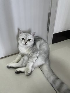 Bella  - British Shorthair Cat