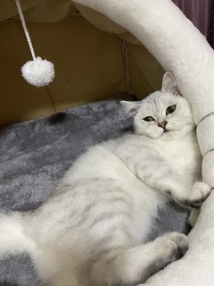 Bella  - British Shorthair Cat