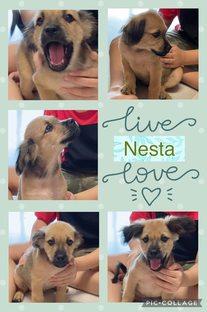 Nesta - Mixed Breed Dog