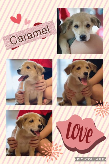 Caramel - Mixed Breed Dog