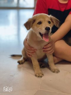 Caramel - Mixed Breed Dog