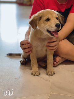 Caramel - Mixed Breed Dog