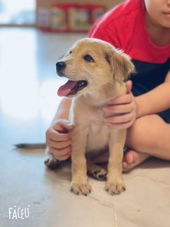 Caramel - Mixed Breed Dog