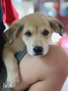 Caramel - Mixed Breed Dog