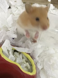 Jemi - Syrian / Golden Hamster Hamster