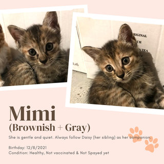 Mimi