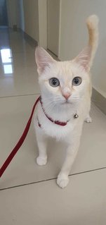 Honey 🍯  - Domestic Short Hair Cat