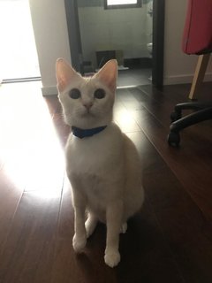 Honey 🍯  - Domestic Short Hair Cat