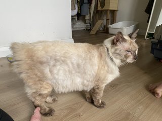 Luffy - Domestic Medium Hair Cat