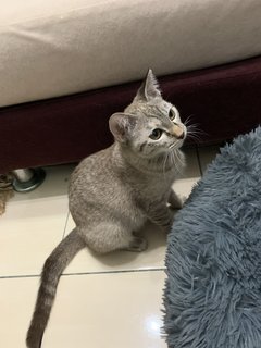 Mika - Domestic Short Hair Cat