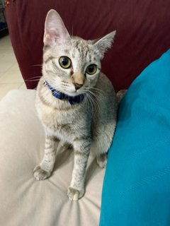 Mika - Domestic Short Hair Cat